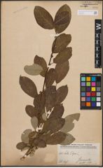 Foto von Salix caprea L.